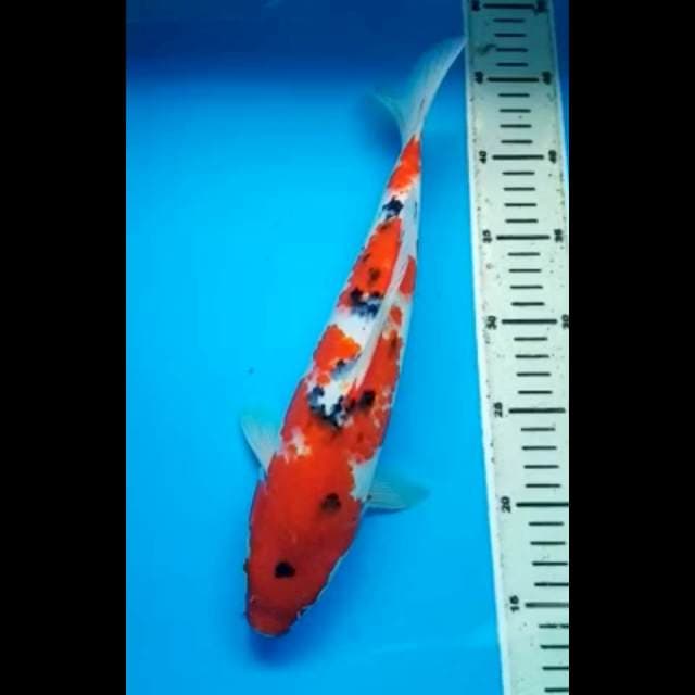 SANKE 33 Cm