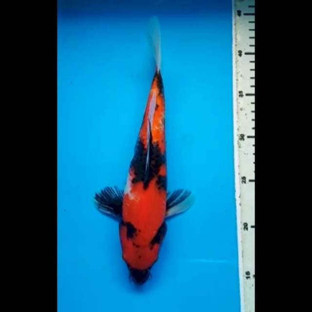 SHOWA JANTAN 29 Cm