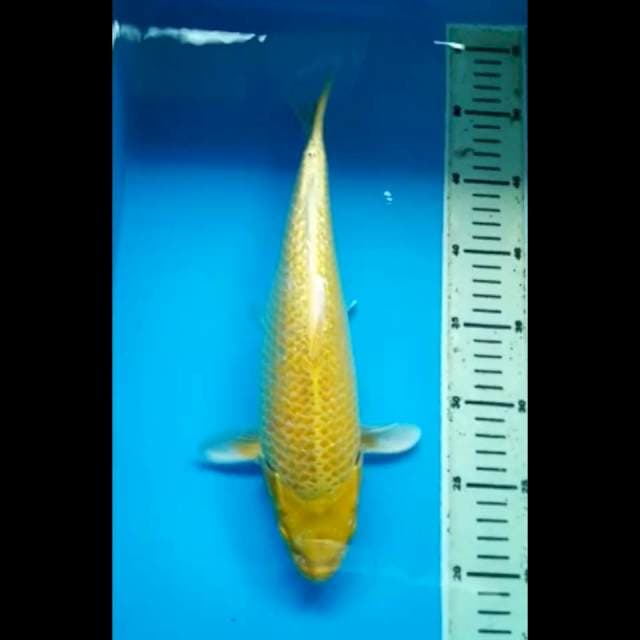 YAMABUKI GINRIN 33 Cm