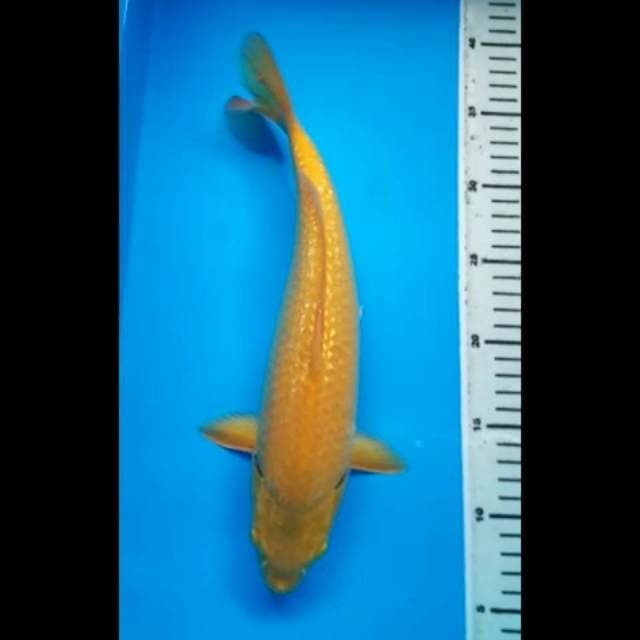 KARASHI GINRIN 33 Cm