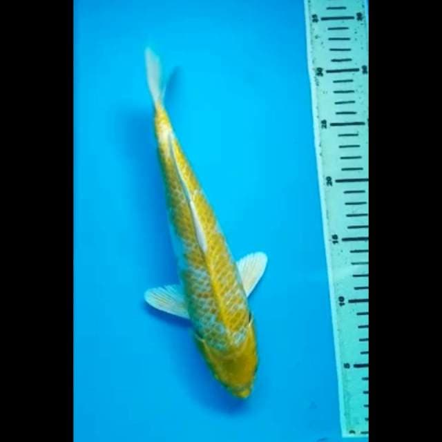 HARIWAKE GINRIN 30 Cm