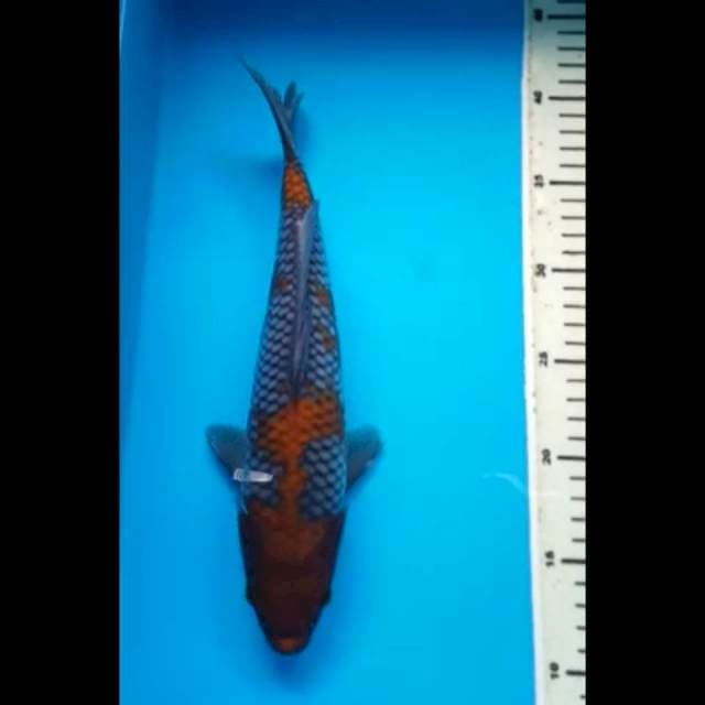 OCHIBA SHIGURE 31 Cm