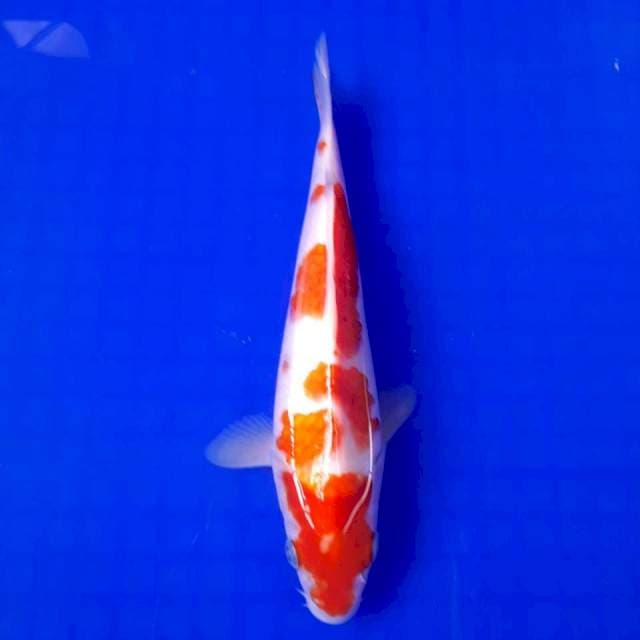 Kohaku 24cm