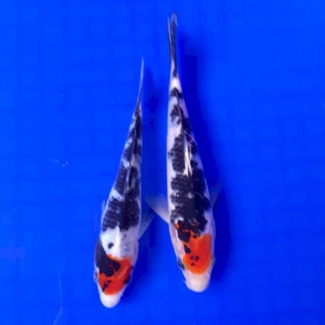 Duo tancho sanke 16-17cm