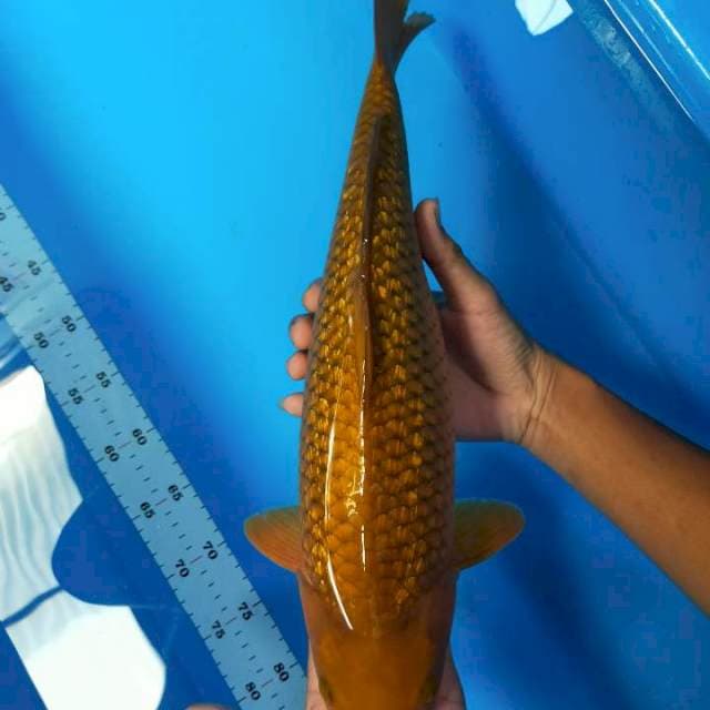 Chagoi full ginrin punuk body badak 46 cm udah siap masuk show