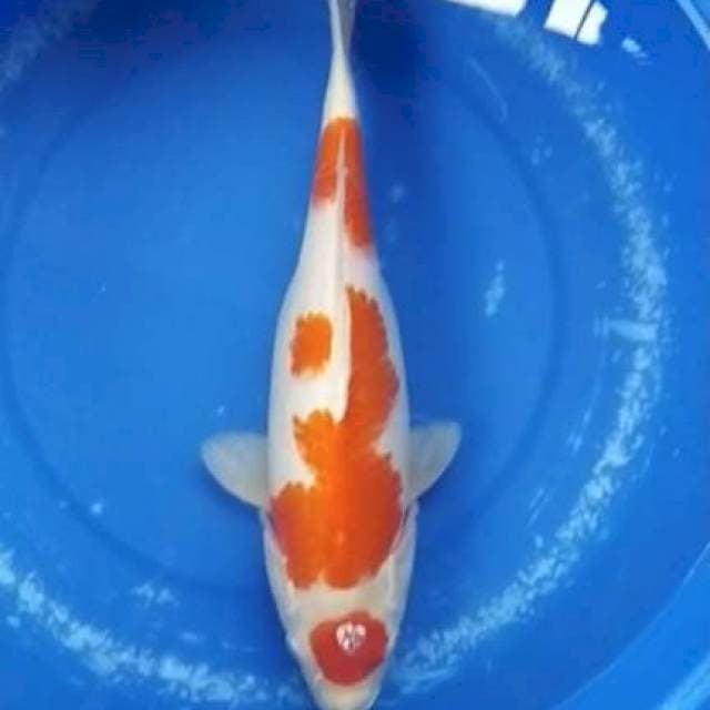 Sk maruten