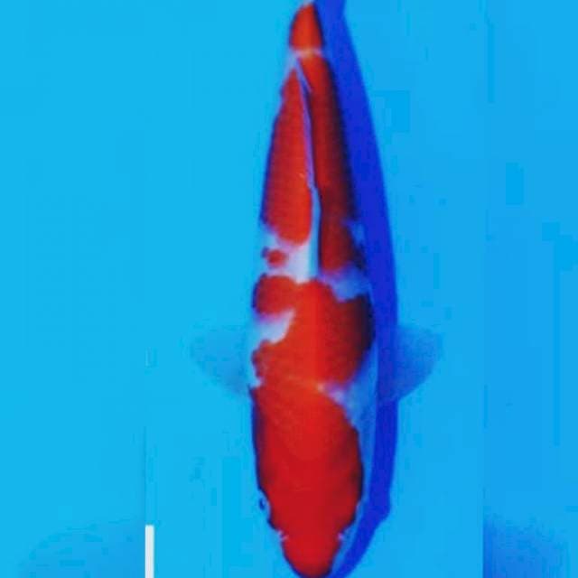 Kohaku Dainichi