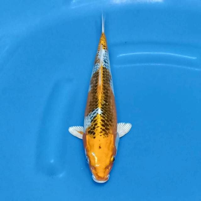 Kujaku 29cm