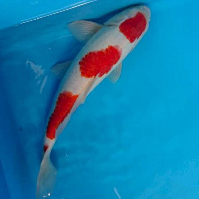 kohaku male stroong