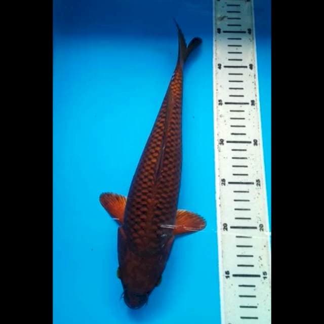 CHAGOI TEMBAGA 33 Cm