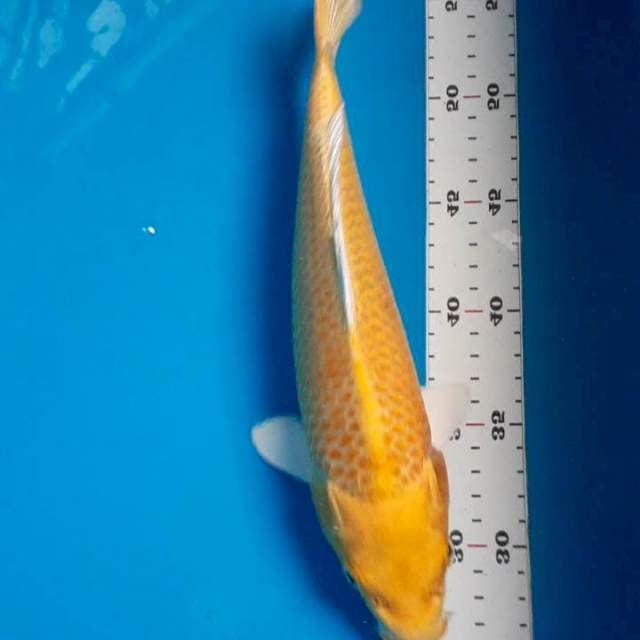Ogon 30cm