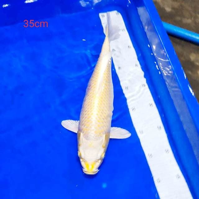 Ogon ring rapi 35cm