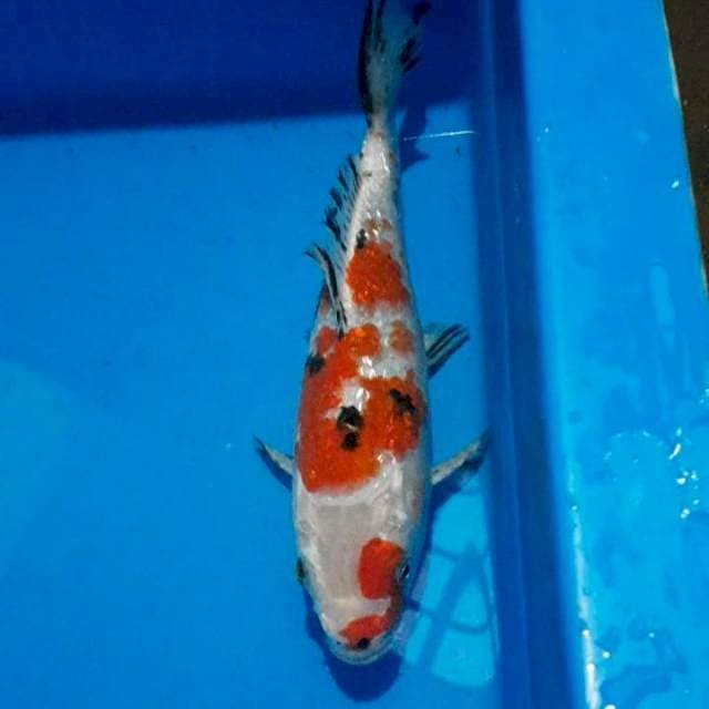 Sanke ginrin 24cm