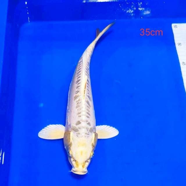 Mukasi doitsu 35cm