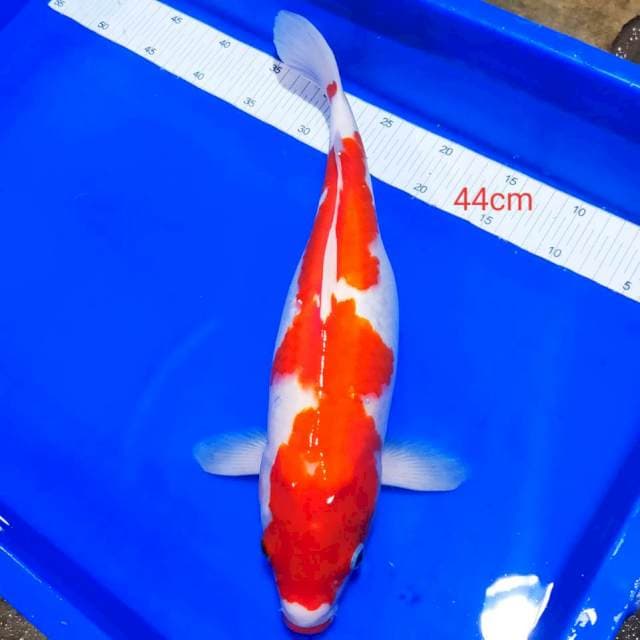 Kohaku 44cm