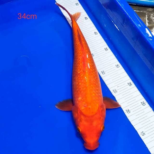 Benigoi tembus perut 34cm