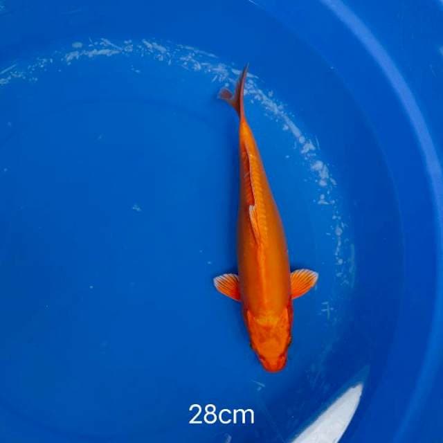 Doitsu orenji ogon 28cm