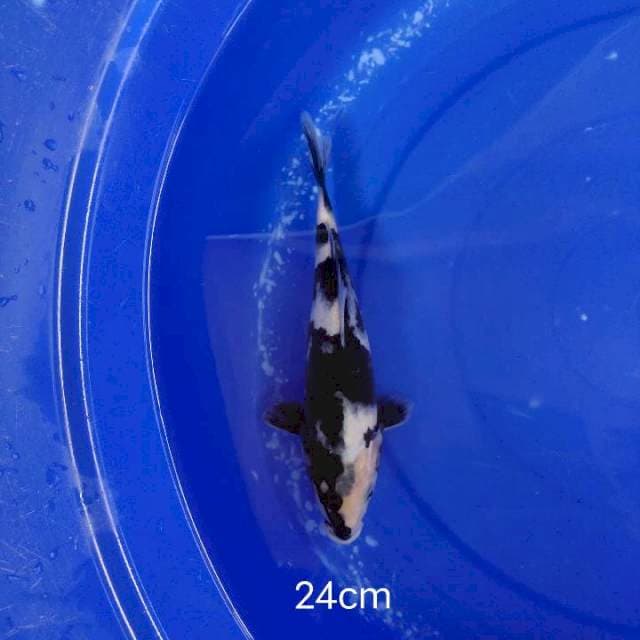 shiroutsuri 24 cm
