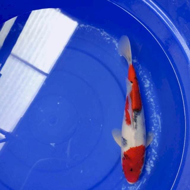 Showa sansoku 30cm