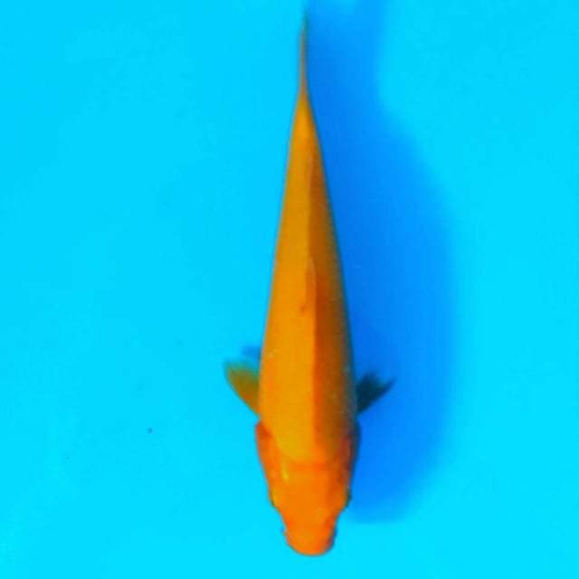 Orenji 22cm