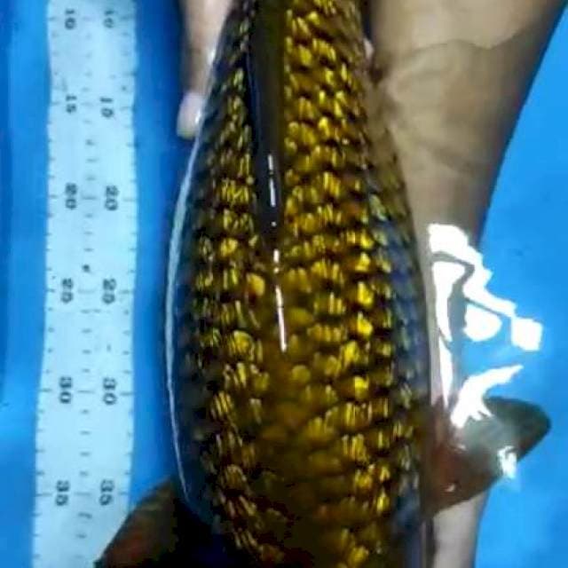 Chagoi tembaga ginrin punuk body mister ring rapi kepala bersih sQ 45 cm