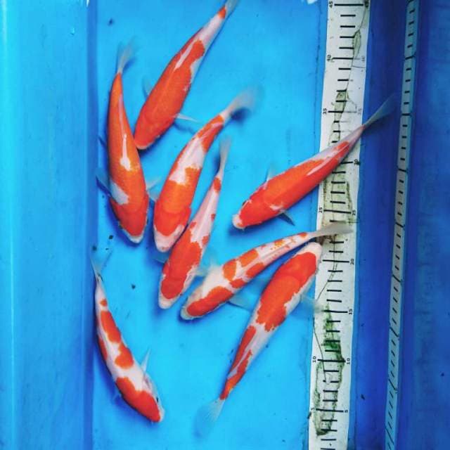 Kohaku sisik (8 ekor )