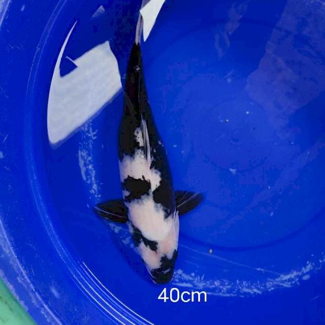 Shiroutsuri 40 cm