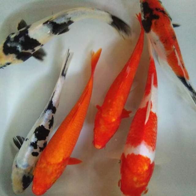 Mix koi