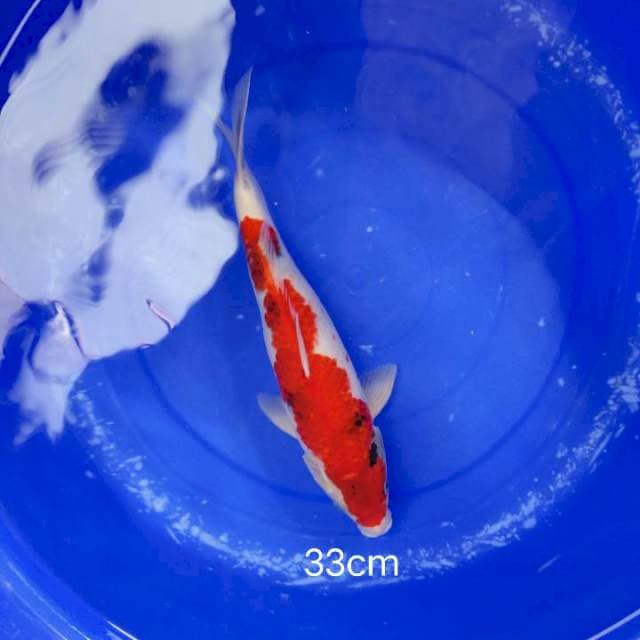 Showasansoku 33cm