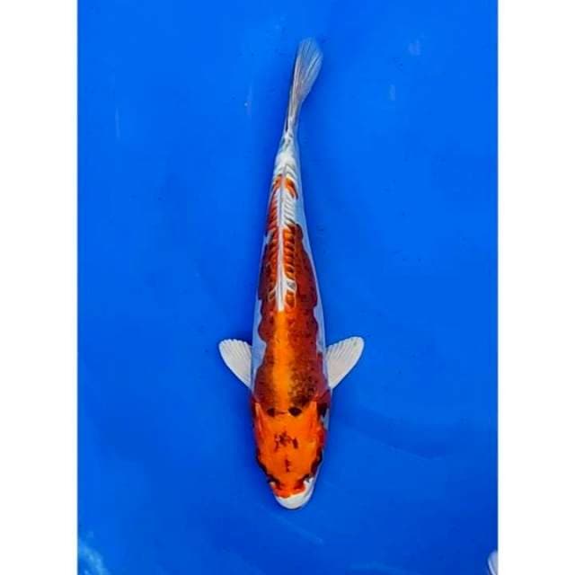 Doitsu Kujaku Original 25cm (F)