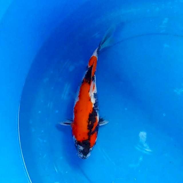 Showa 30cm