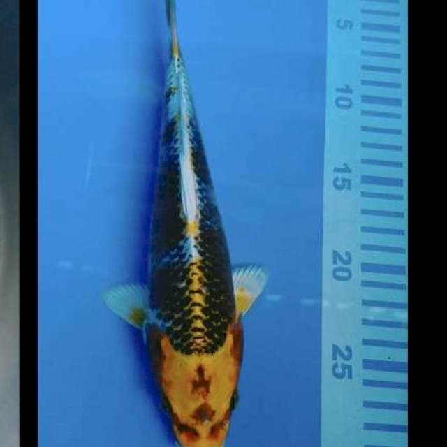 Kojaku 26cm