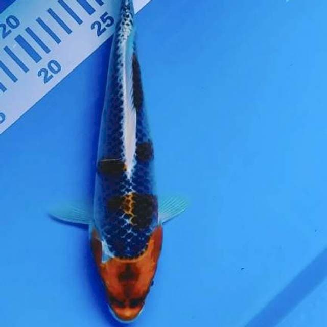 Maruten kojaku 27cm