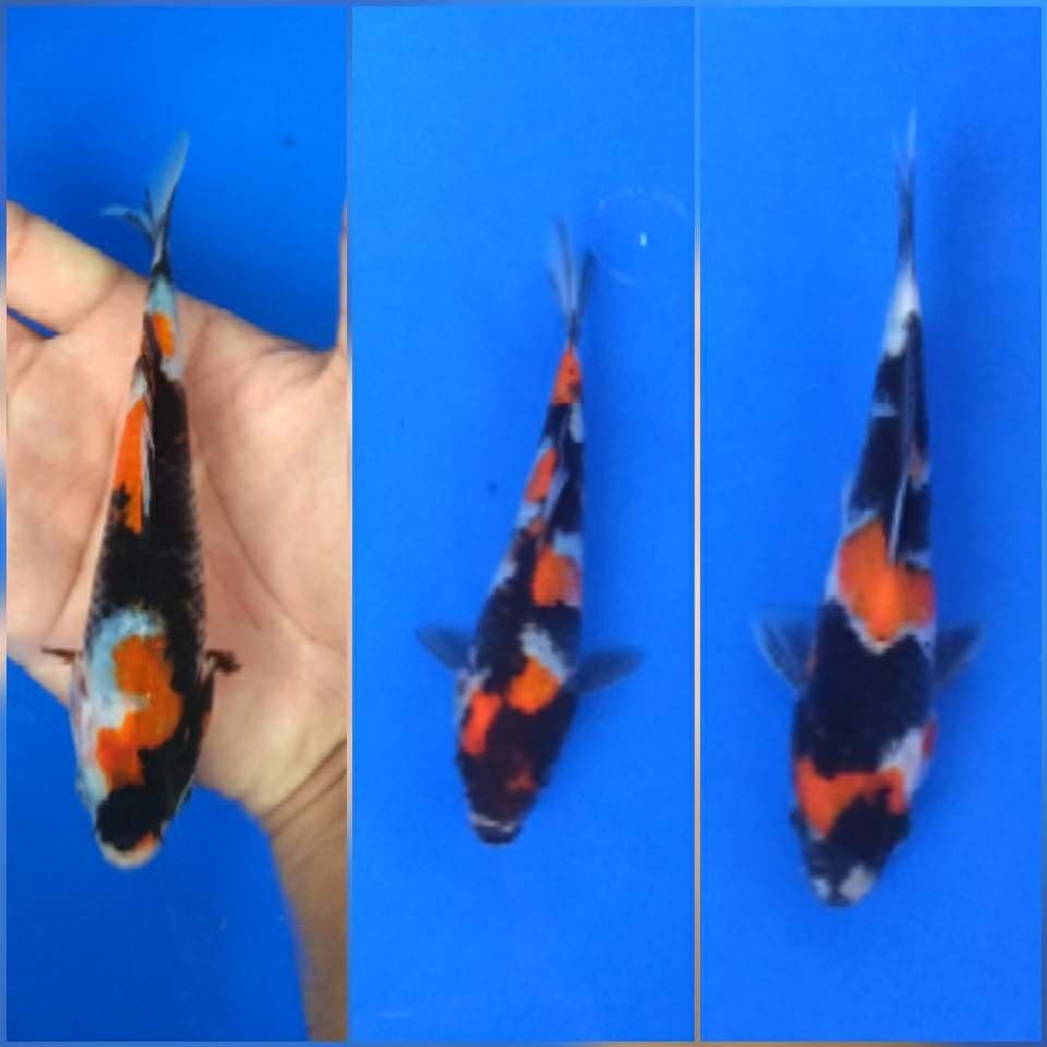 Showa sansoku for kepping size 15 bu
