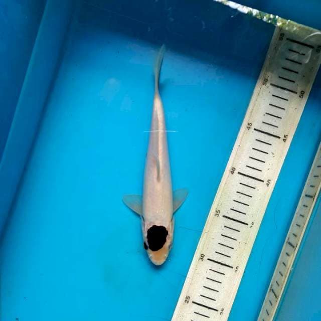 Tancho goromo 23cm