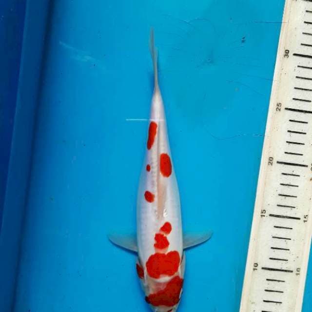 Kohaku doitsu 25cm