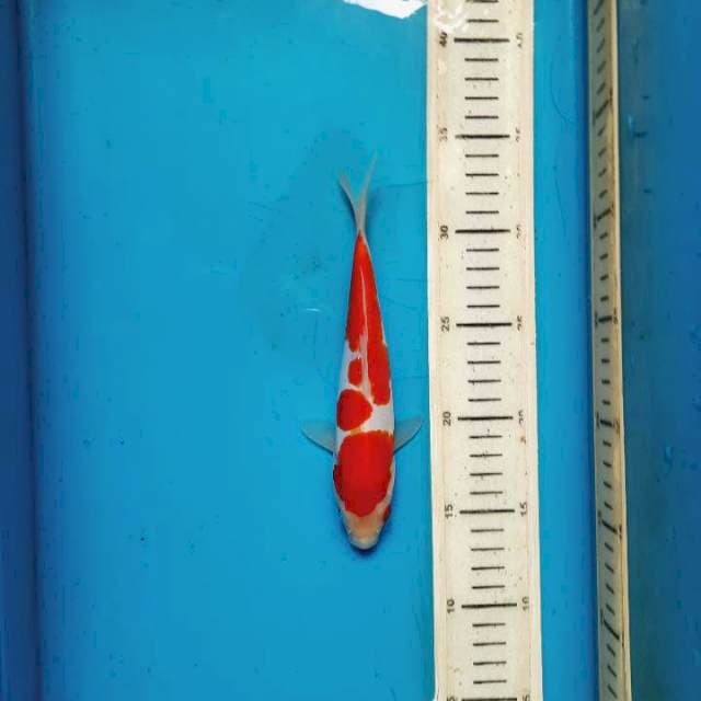 Kohaku doitsu 24cm
