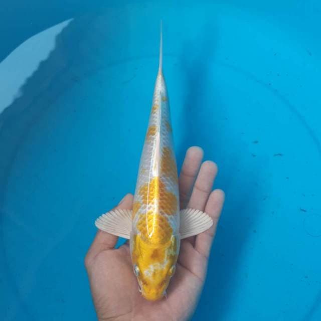 HARIWAKE MALE
