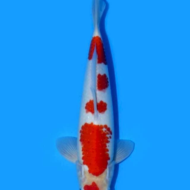 Kohaku Saito 35BU