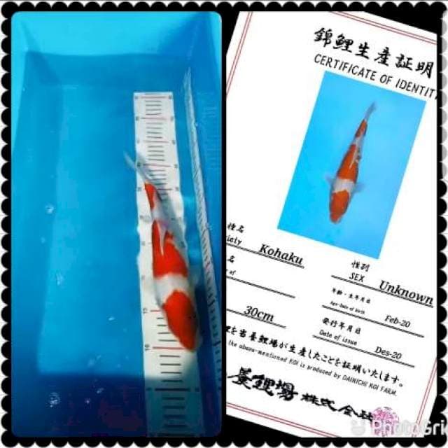Kohaku super 3step import serty 35bu