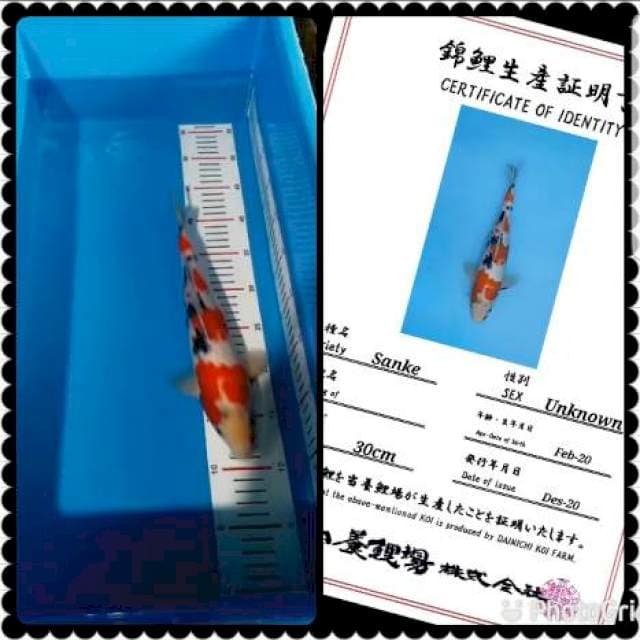 Sanke 35bu import serty calon body hulk