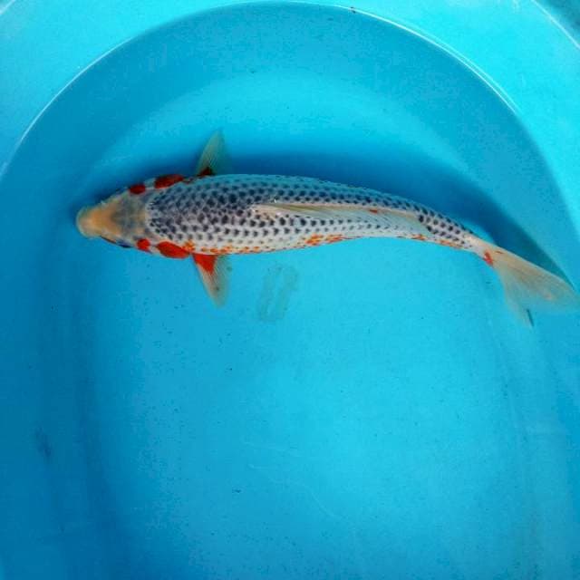 Asagi 35bu