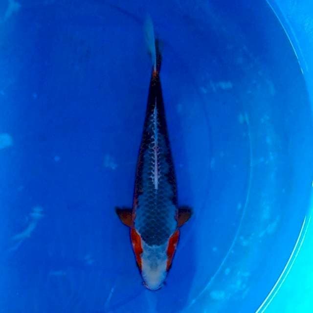 Asagi 30cm