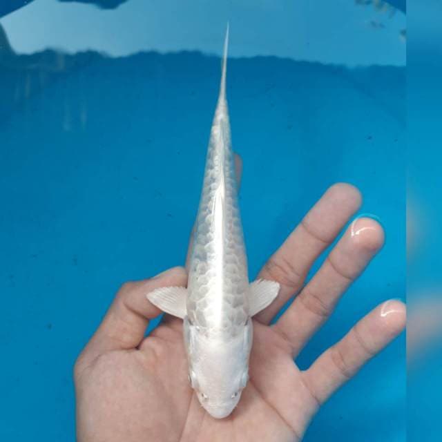 PLATINUM ARAGOKE MALE