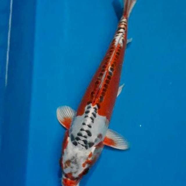Kujaku doit 27cm