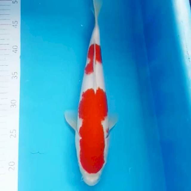 Kohaku