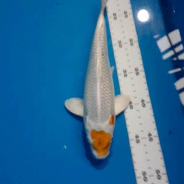Tc.hariwake ori 27cm