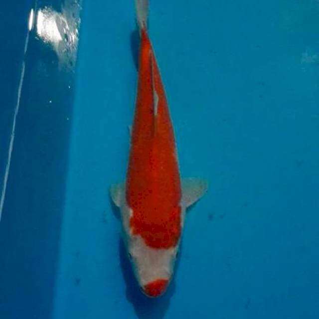 Kohaku uchibeni 24cm