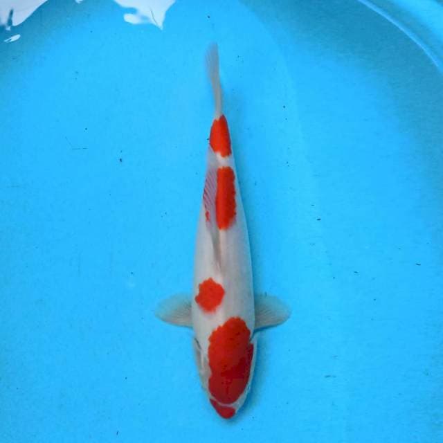 Kohaku 32 cm