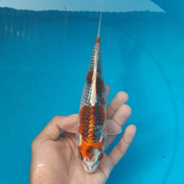 KUJAKU MALE